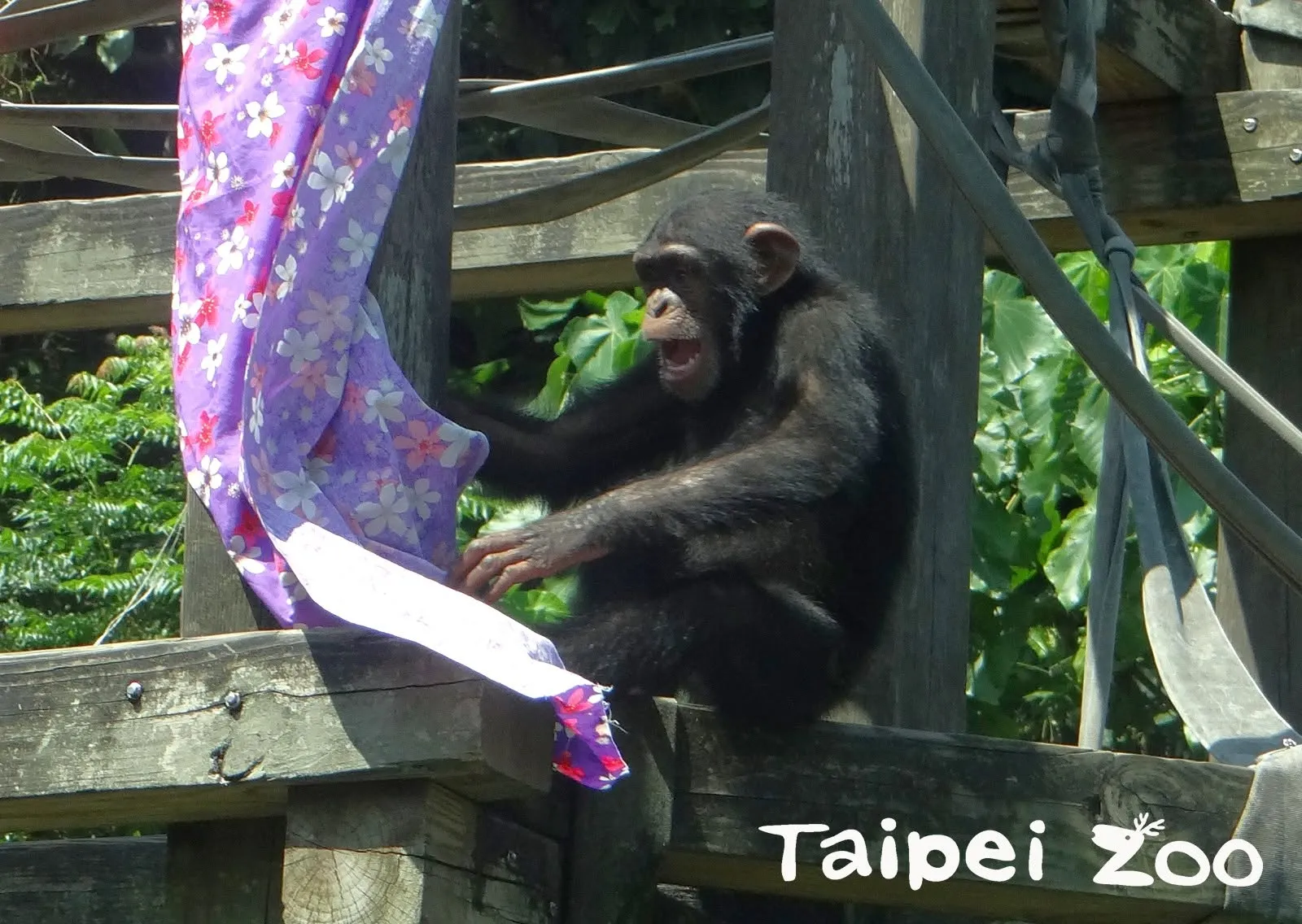 台北動物園2黑猩猩爆脫逃！園方對外證實　一度啟動緊急應變機制