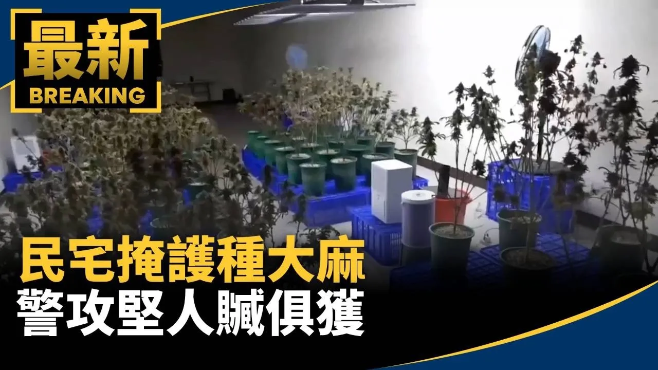 滿滿大麻味引關注！民宅掩護種大麻　警攻堅人贓俱獲