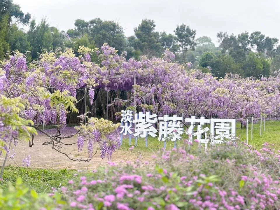 淡水賞花祕境掰了！紫藤花園不敵檢舉壓力　25年經營畫句點