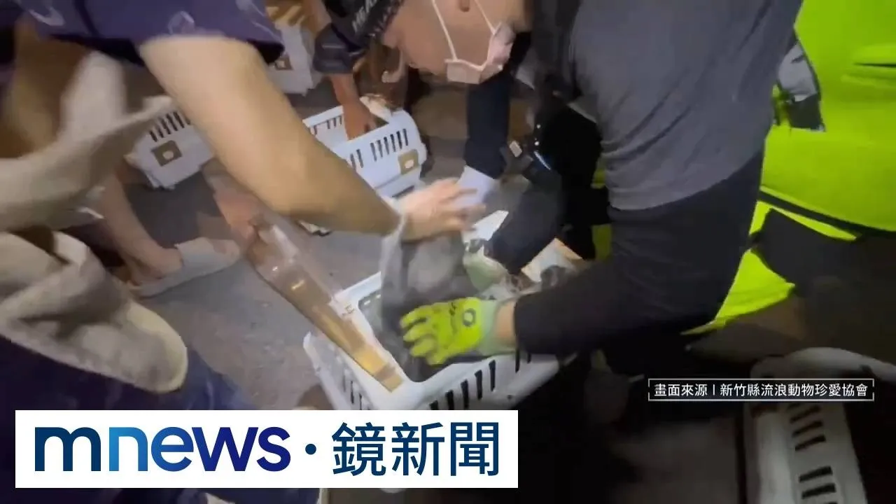 海邊驚見10隻緬因貓遭丟包　8隻染重病急搶命