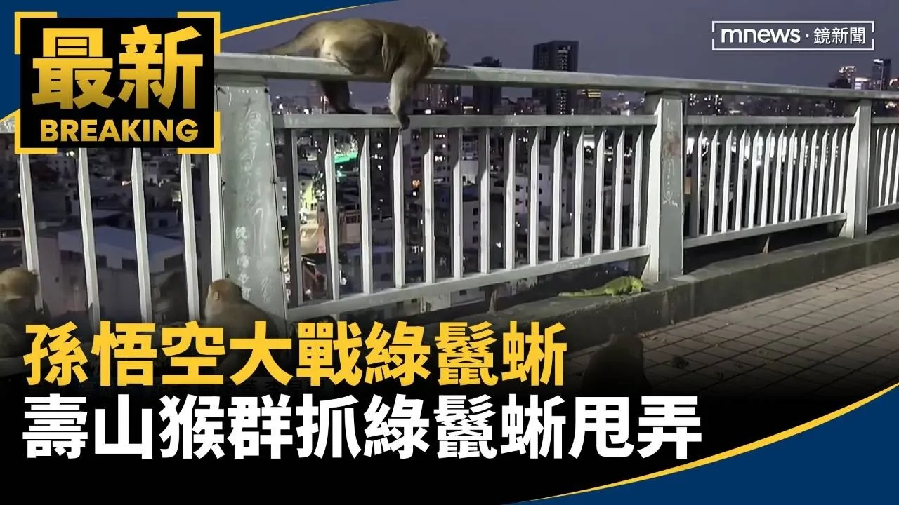 孫悟空大戰綠鬣蜥　壽山猴群抓綠鬣蜥甩弄