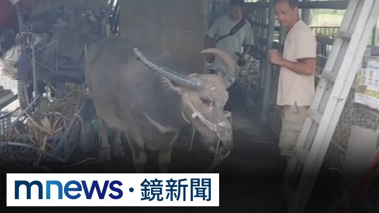 不捨被宰！　志工「買牛救命」從綠島跨海送雲林安養
