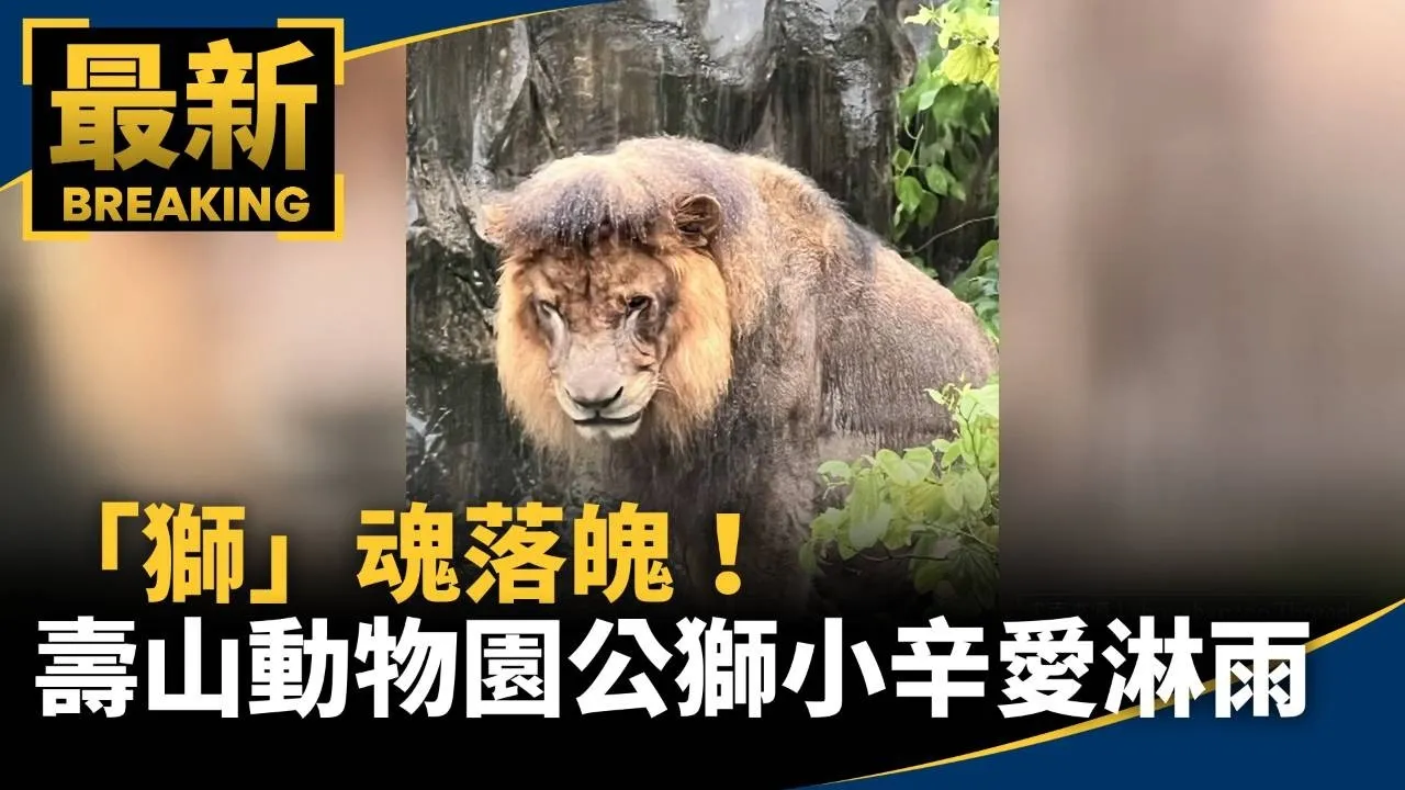 「獅」魂落魄！　壽山動物園公獅「小辛」愛淋雨
