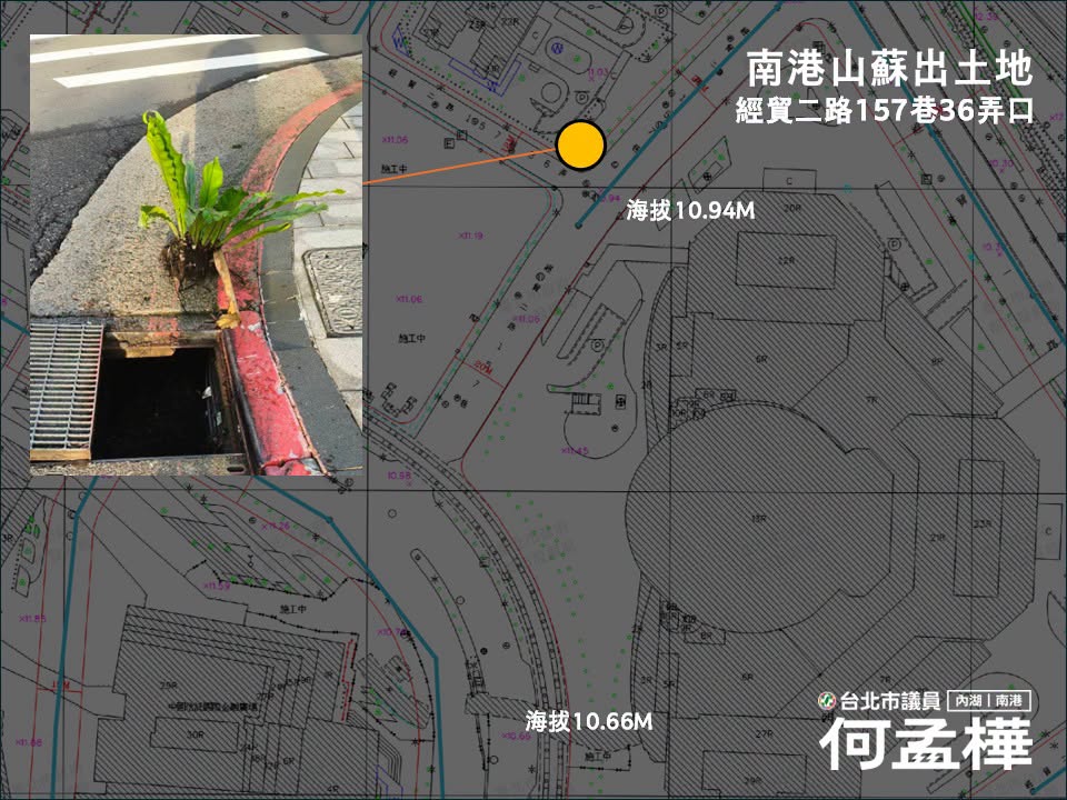 南港經貿二路157巷附近的水溝內被發現有山蘇。(翻攝自何孟樺臉書)