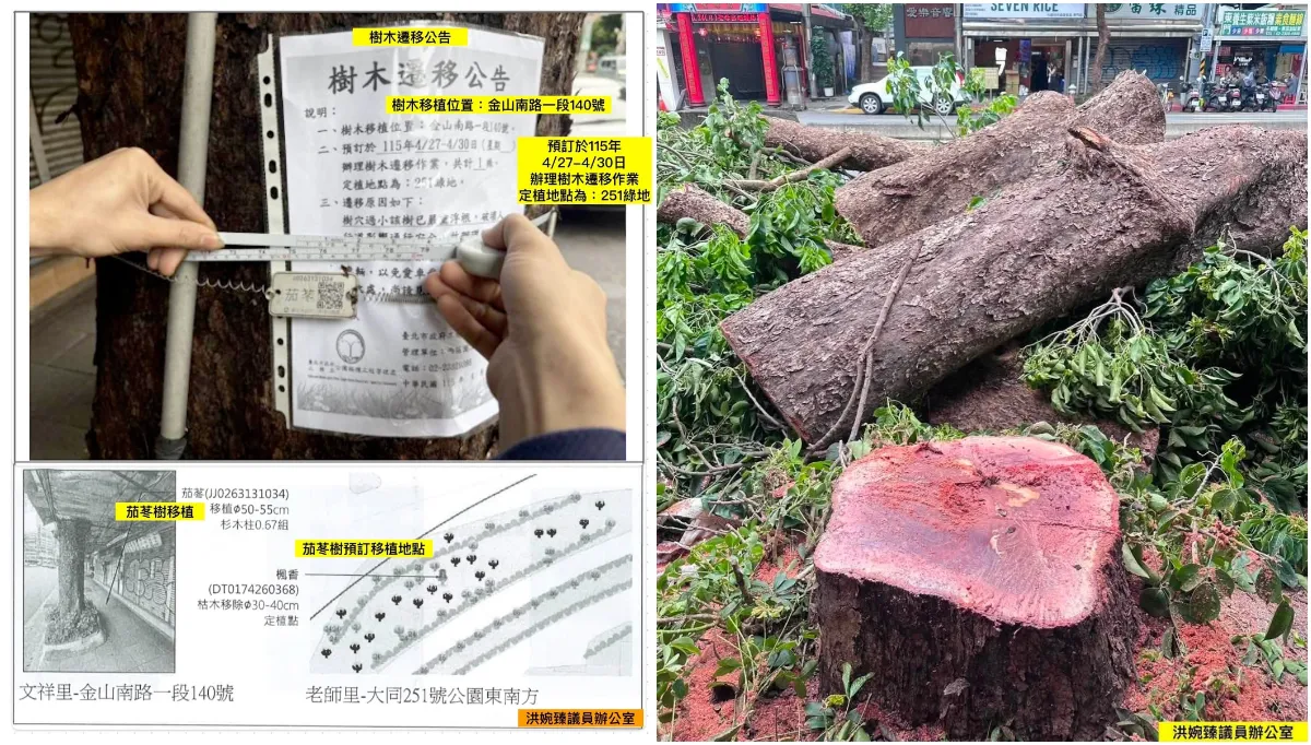 市議員揭東門巨樹「移植變移除」　北市府：誤砍個案罰廠商32萬