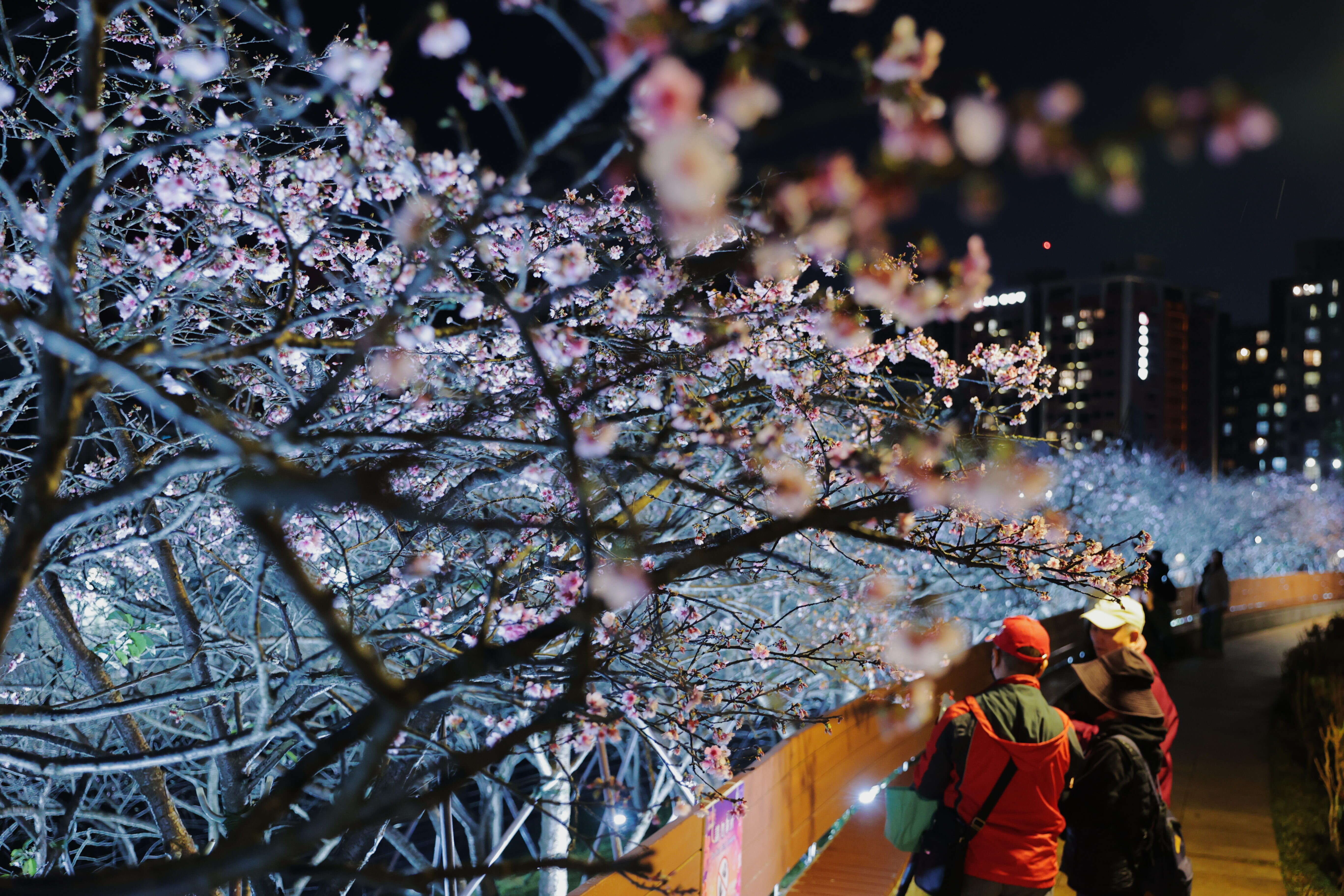 樂活夜櫻季。(北市府提供)