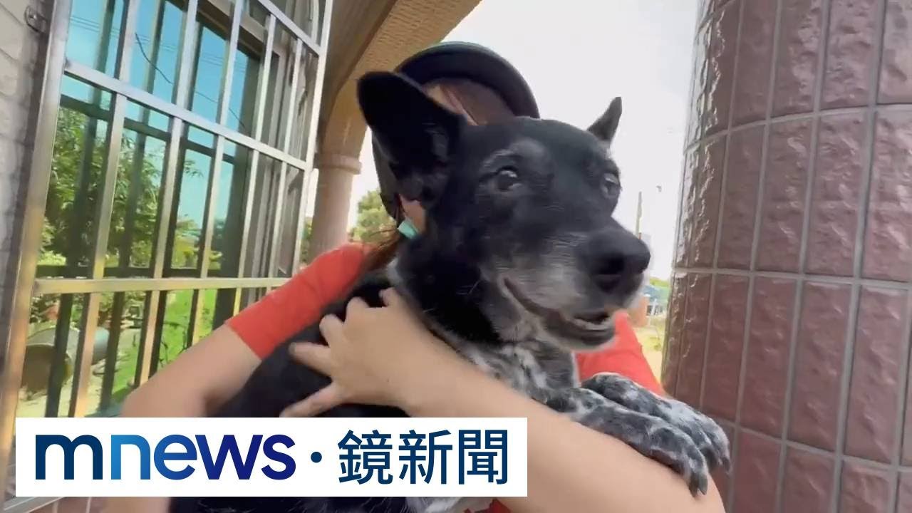 飼主陳小姐尋回愛犬「美琪」喜極而泣。(資料畫面)