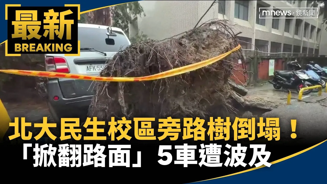 北大民生校區旁路樹倒塌！　「掀翻路面」5車遭波及