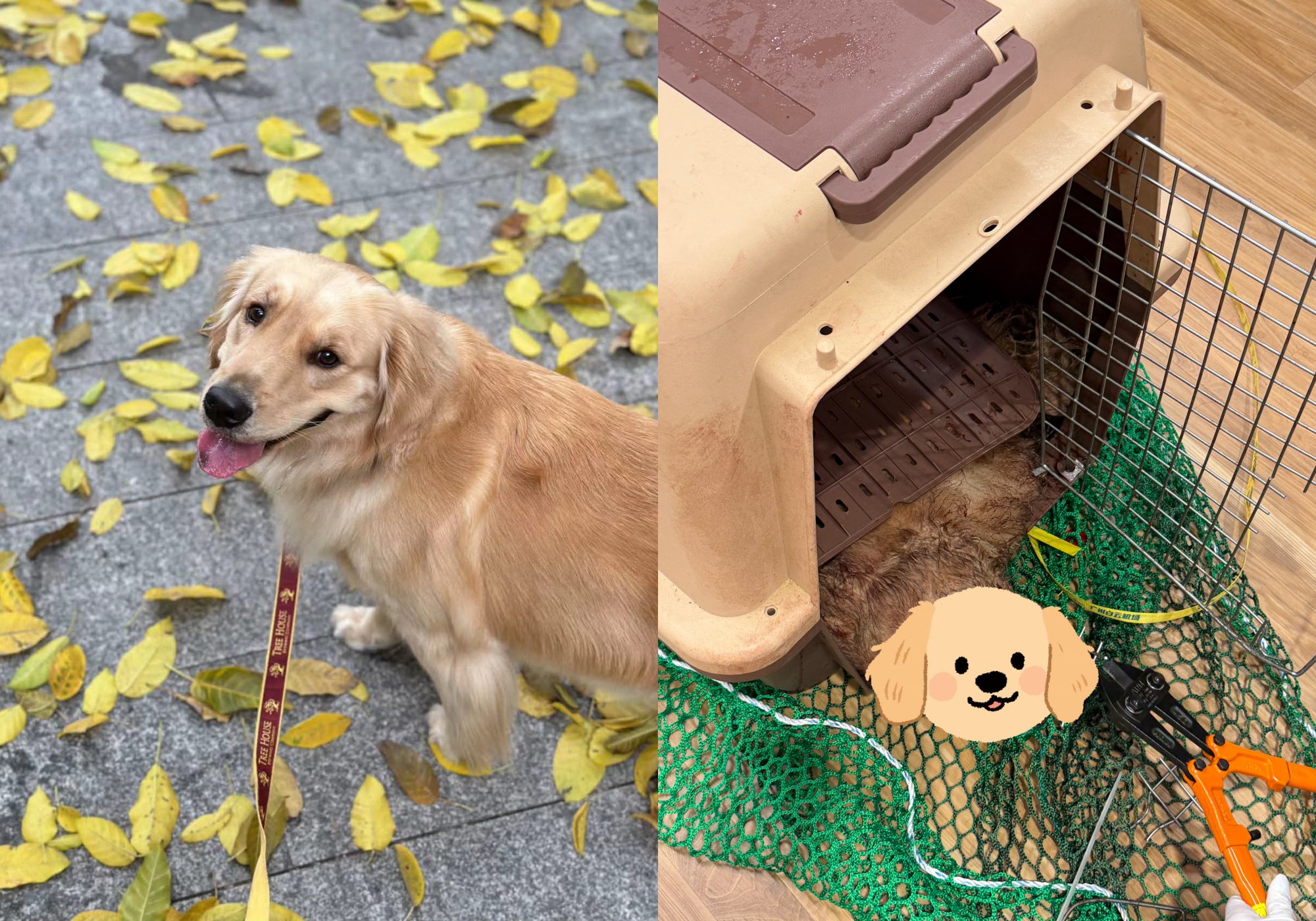 陪伴5年黃金獵犬搭機慘死！　飼主要大韓航空給交代：活著交給你卻還我遺體