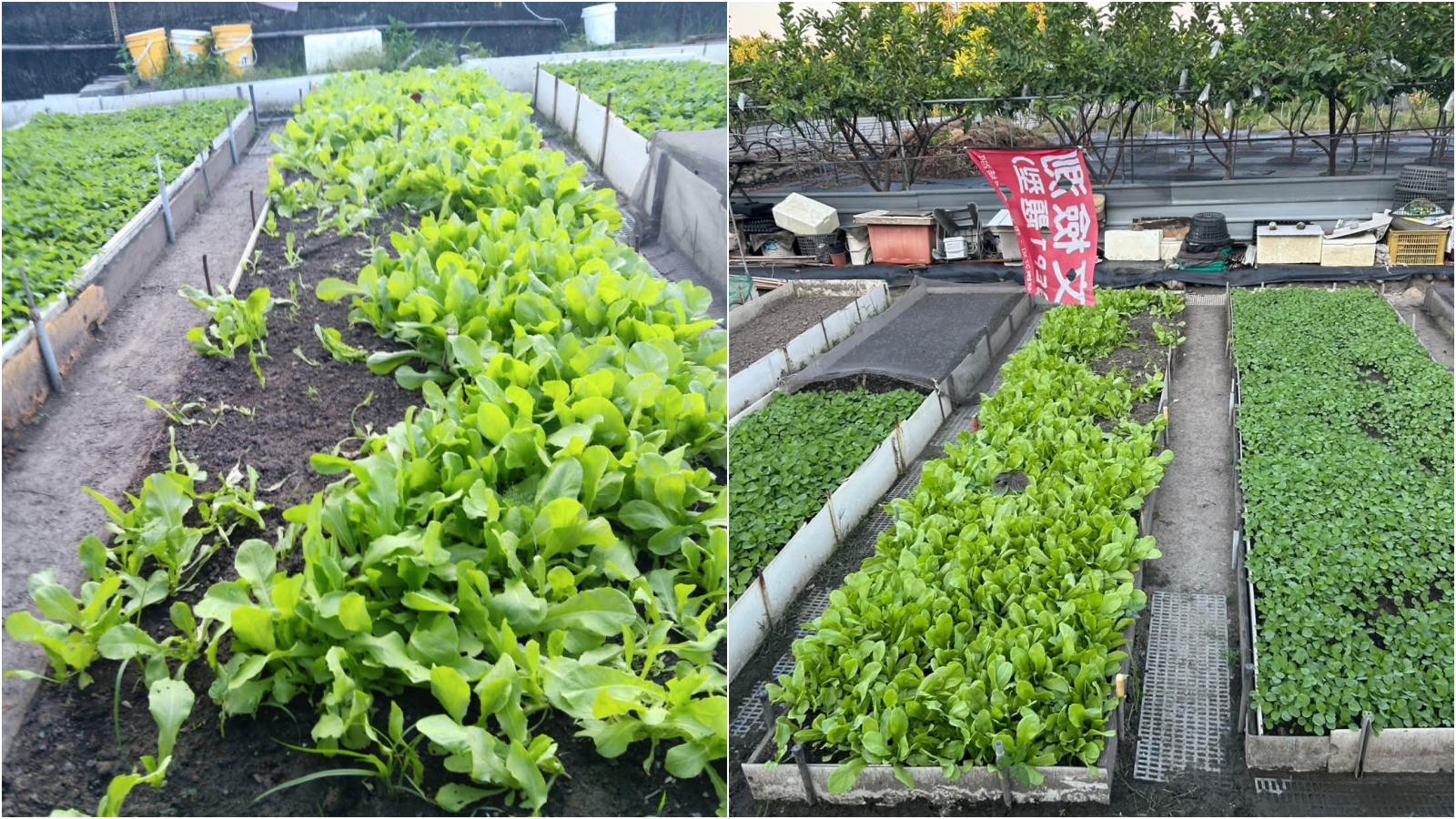 竊賊偷拔路邊蔬菜,農民擔心這些菜剛噴農藥很毒,呼籲絕對不能吃下肚。(翻攝蔡德勇臉書)
