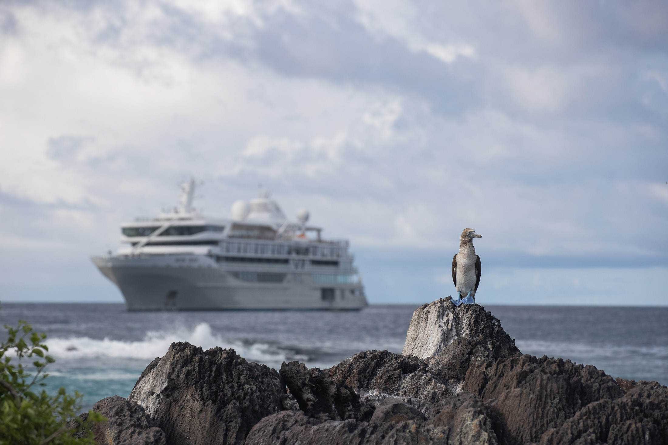 隨著越來越多高端旅客已走過南北極,元本旅遊回應市場需求,將在2027年夏季與2028春季與銀海遊輪合作,推出東格陵蘭與加拉巴哥群島行程,探索世界盡頭的原始樣貌。(元本旅遊提供)
