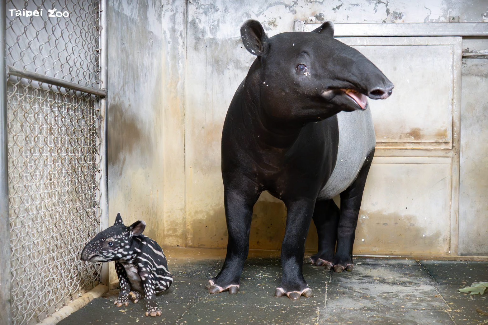 北市動物園迎來新朋友,今年8月17日雌性馬來貘「Putri」產下女寶寶。(翻攝自台北市立動物園官方臉書)