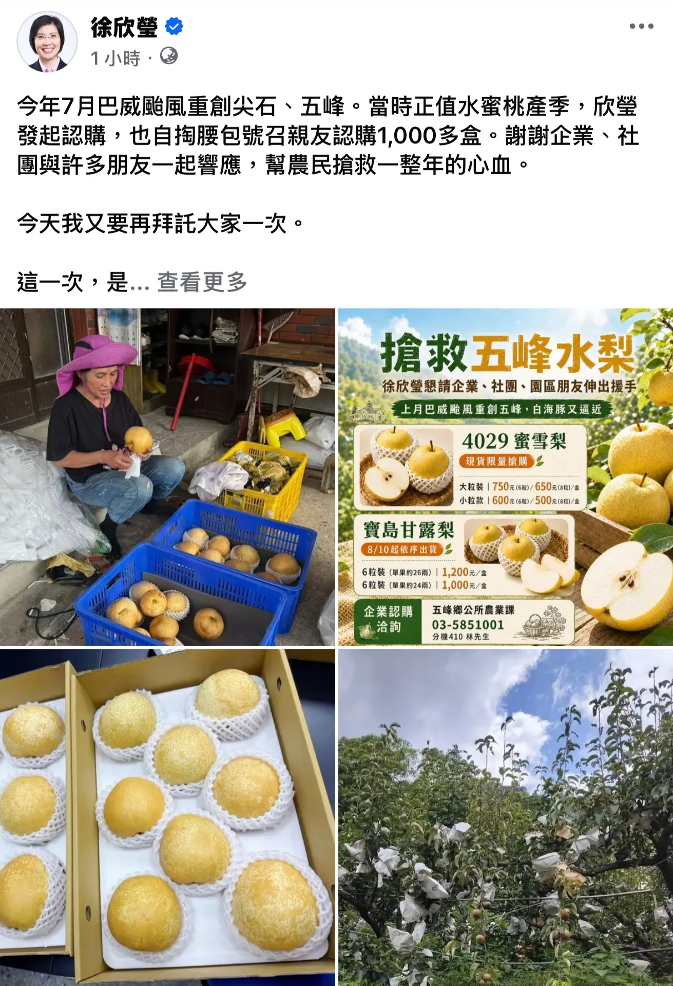 果農憂颱風來襲搶收救生計　徐欣瑩發起認購五峰鄉水梨行動
