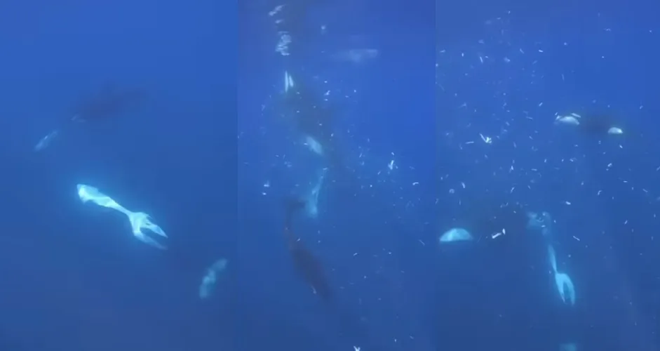 有片／虎鯨竟然會「炸魚」？把翻車魚撞爆成千塊肉片　科學家揭2大動機：也可能只是好玩