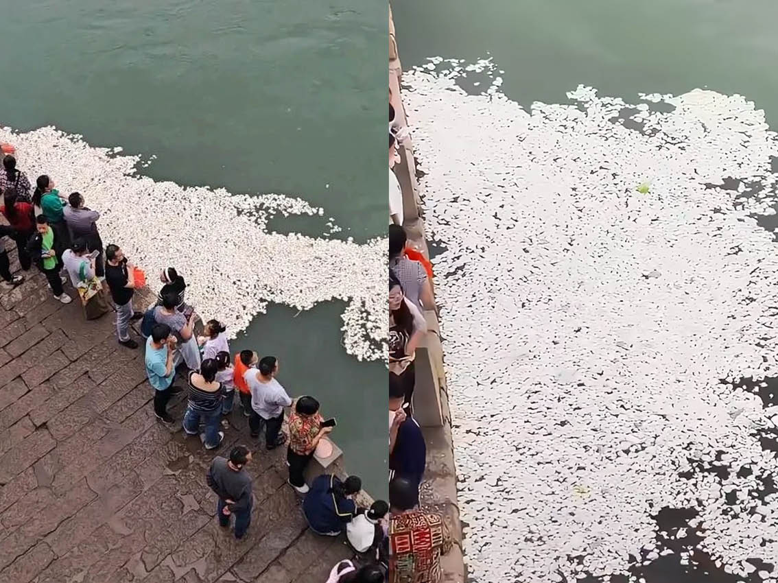 遊客狂買饅頭餵魚！四川宜賓江面「白花花一片」　居民傻眼：魚都快吃吐了