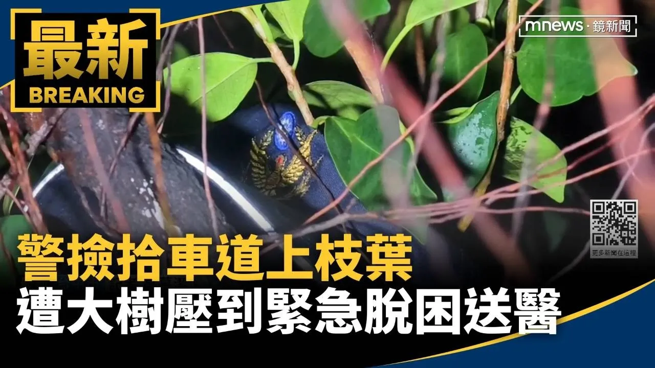 撿拾車道上枝葉　2警遭20米大樹壓到緊急脫困送醫