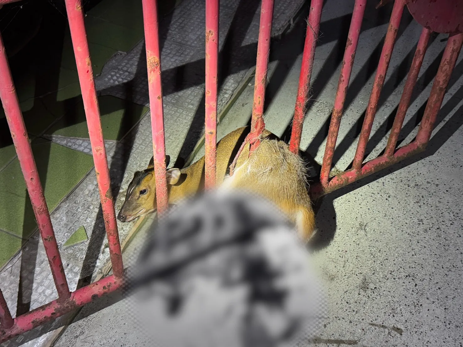 小山羌硬闖民宅「肚肚卡鐵門」哀哀叫　警戴手套救援脫困