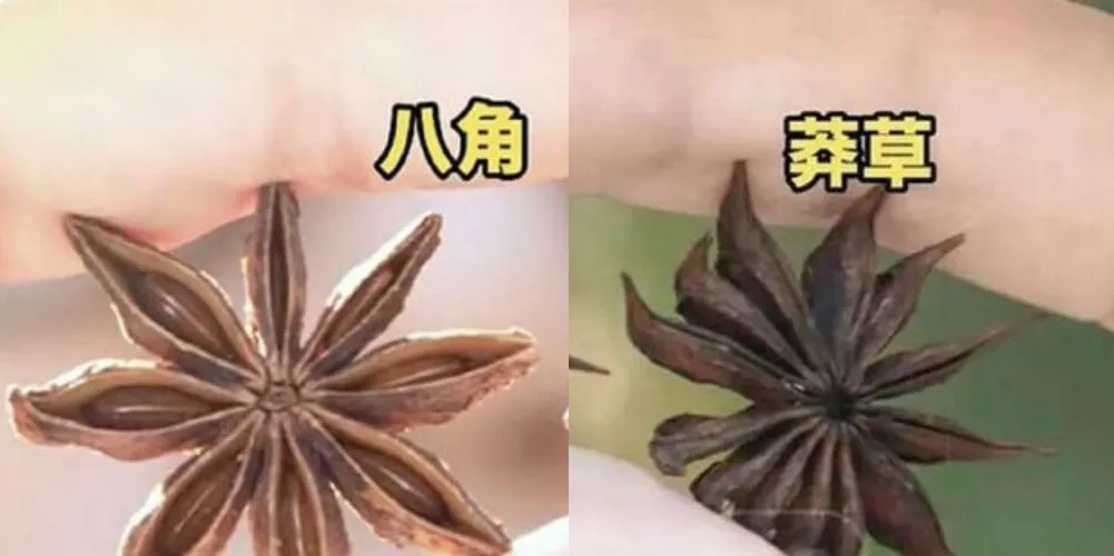 無心舉動救全家！孩吃燉肉好奇數八角「竟數出13角」　媽查出真相嚇傻：是劇毒
