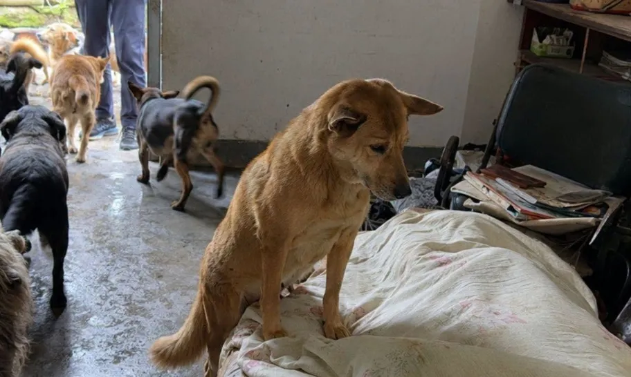 鼻酸畫面曝...獨居飼主猝逝！13愛犬伴屍多日未啃食　忠犬挨餓「死守遺體」警戒護主惹淚