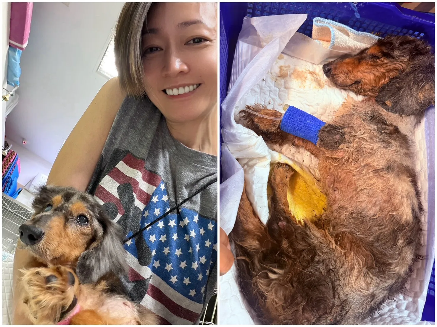 獨家/
潘慧如砸10萬救15歲瀕死老狗
一身是病仍領養全因這件事