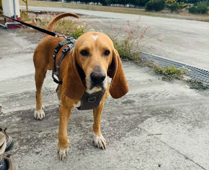 擅長進行足跡追蹤的搜救犬「巴薩」遭毒蛇咬中身亡。(翻攝社團法人台灣偵搜犬協會臉書)