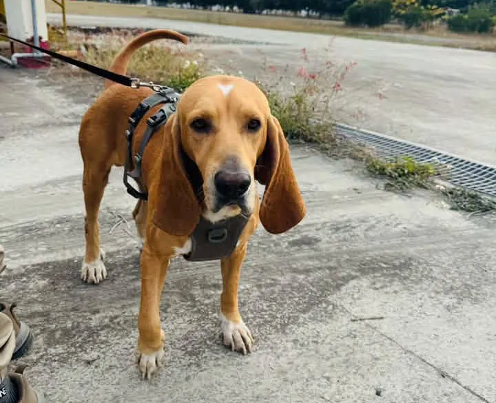 戰功彪炳！「足跡追蹤犬」巴薩遭毒蛇咬傷離世　曾搜救林葉亭失智父
