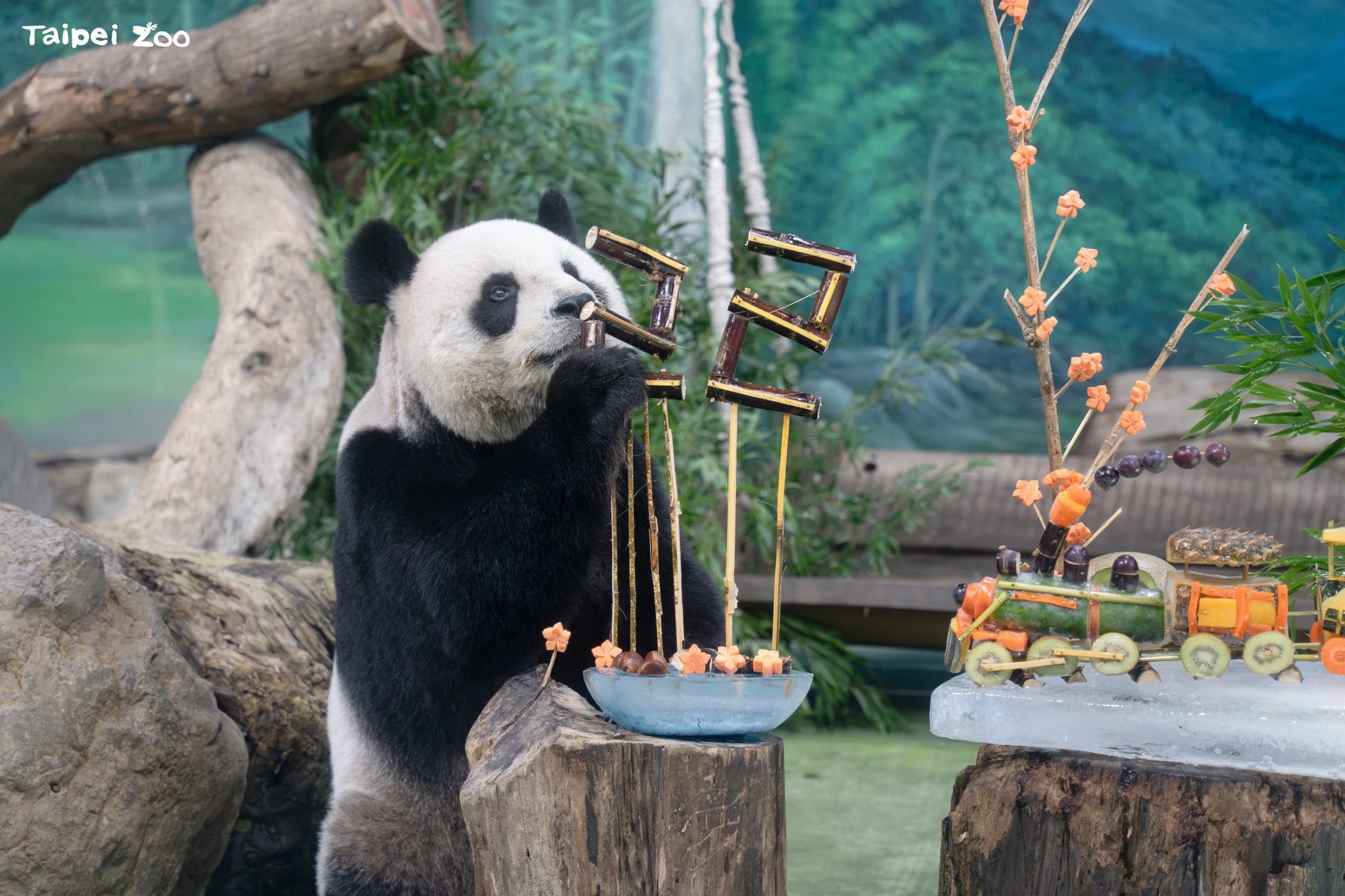 圓圓今(30日)滿22歲,園方為牠準備蔬果列車慶生。(台北市立動物園提供)
