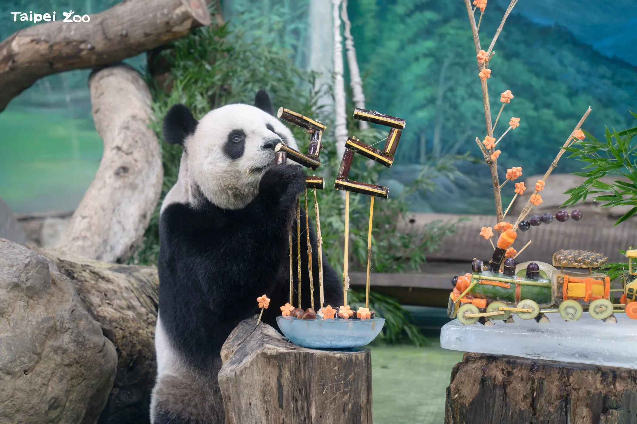 4歲和團團來台掀風潮　大貓熊圓圓22歲了！動物園備蔬果列車慶祝
