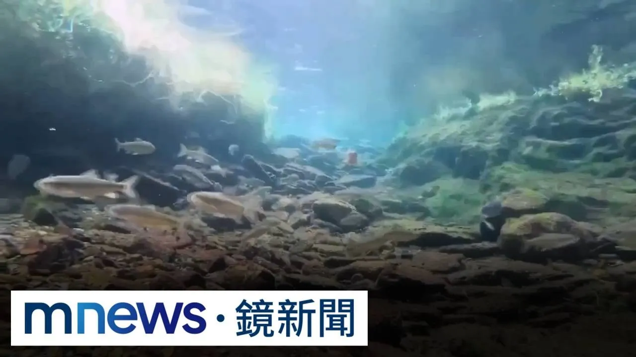 直升機吊掛放流「櫻花鉤吻鮭」魚苗　存活率近5成