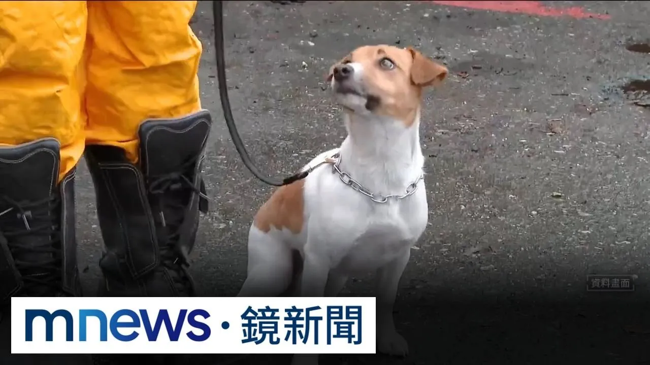 獨家／花蓮強震搜救犬Wilson遭爆「被虐死」　內部「下令封口」