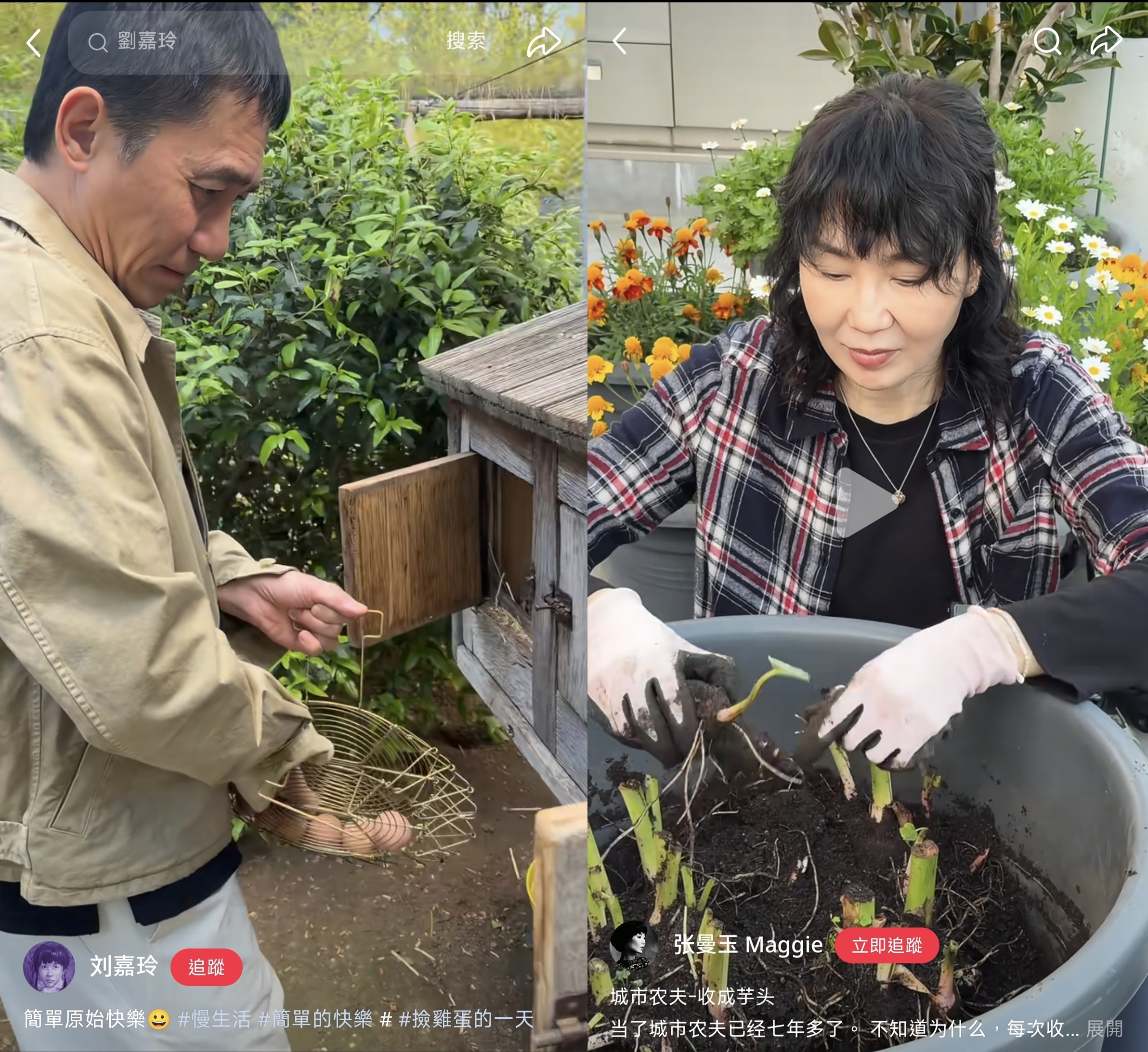 張曼玉才在抖音分享收成自種的芋頭,劉嘉玲沒隔幾天就上船梁朝偉撿雞蛋的影片,時機巧合頗耐人尋味。(劉嘉玲微博/張曼玉抖音)