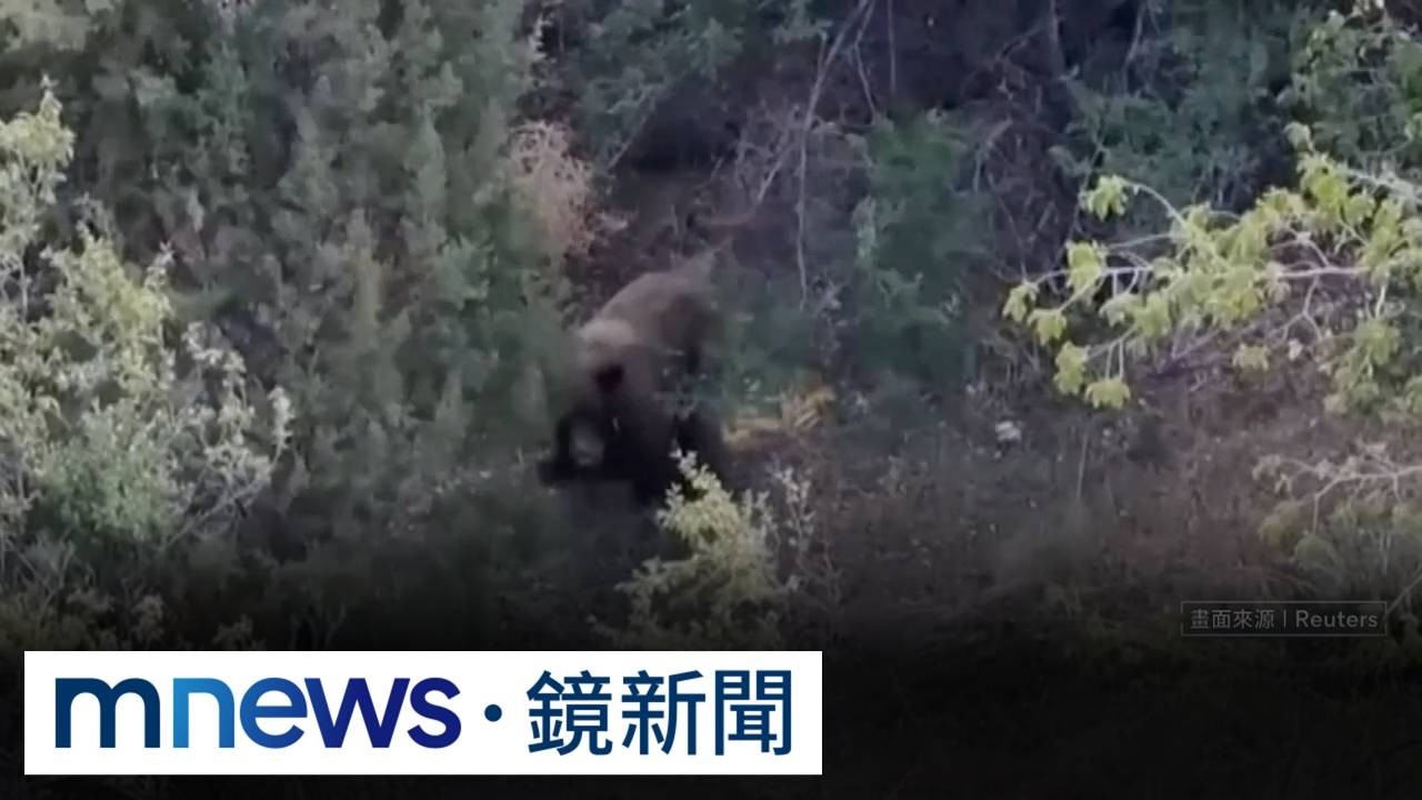 美中西部「熊出沒」事件頻傳　人熊衝突恐升溫！