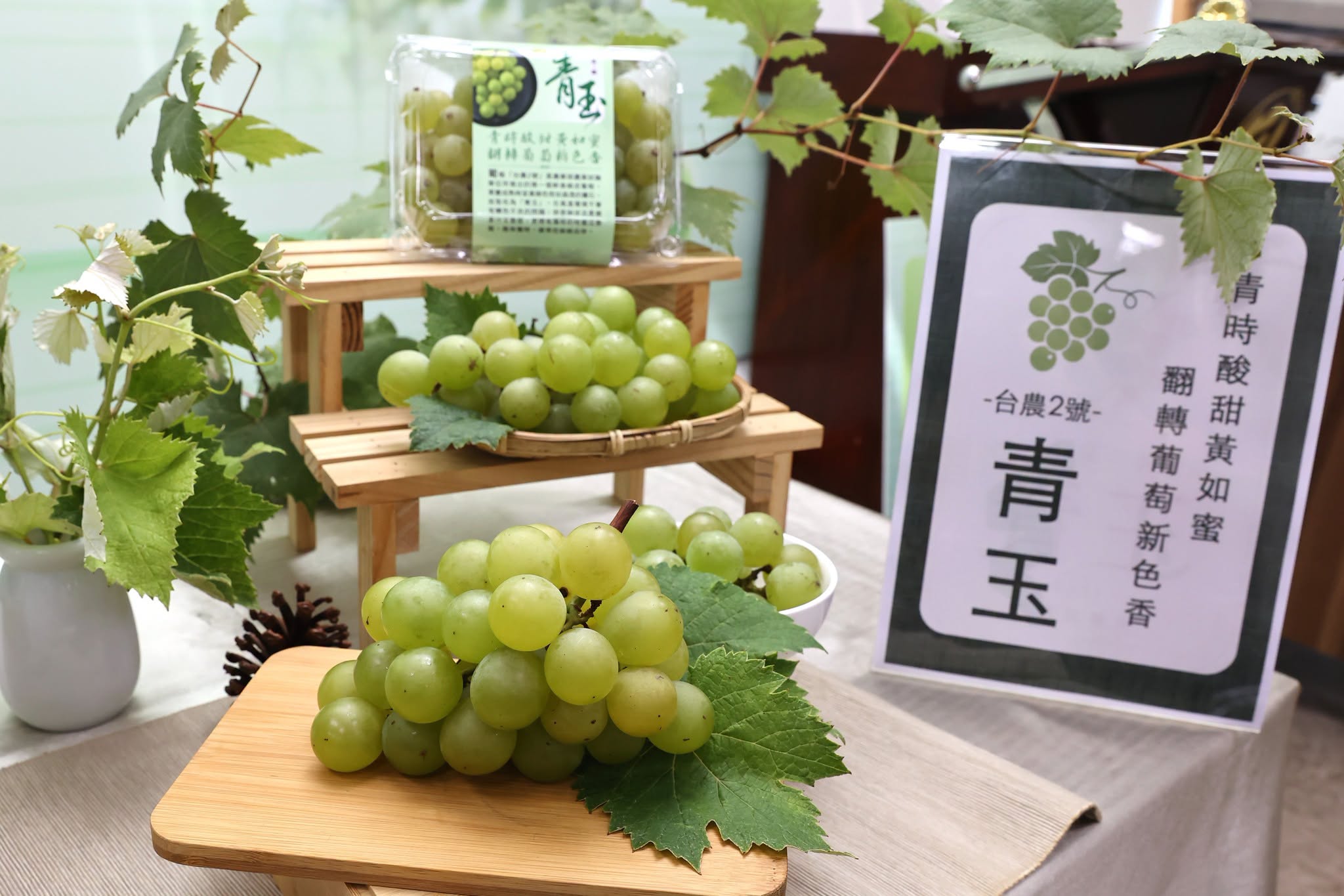 農業試驗所成功研發葡萄新品種「台農2號-青玉」。(農試所提供)