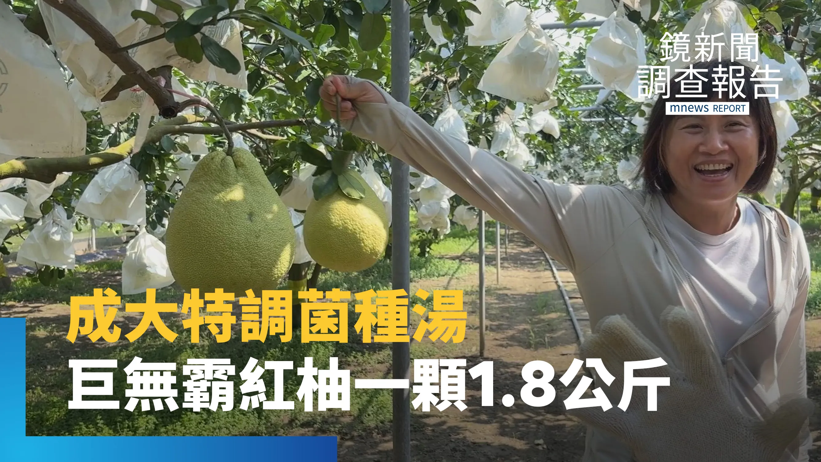 《成大農綠共生奇蹟》一顆重達1.8公斤！比普通柚子大6倍　特調菌種湯讓果園土壤深呼吸　麻豆老欉固根、農藥砍半的綠色密碼