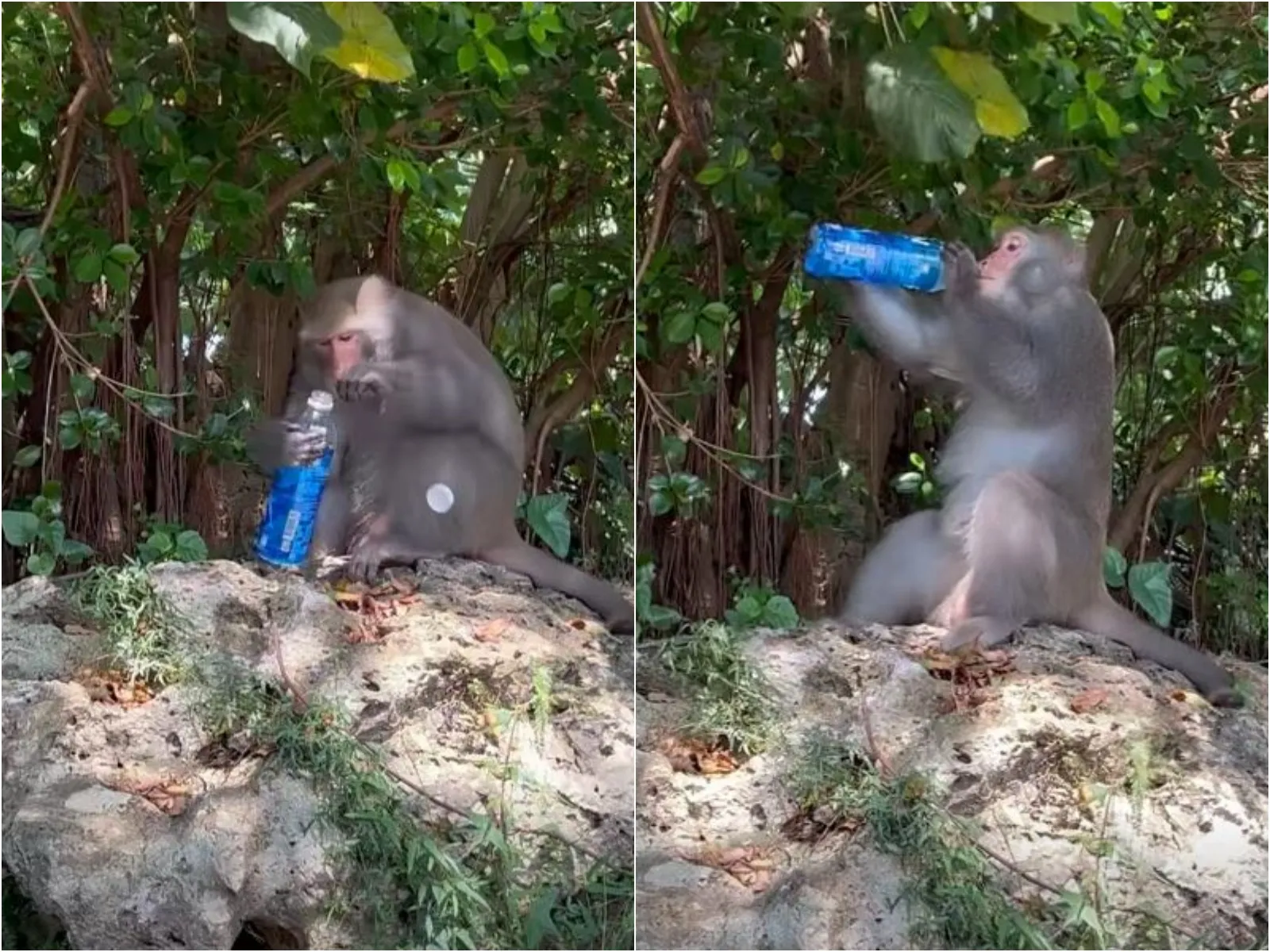 壽山獼猴又進化了！流暢開瓶「咕嚕暢飲」　網笑喊：可以幫我上班嗎