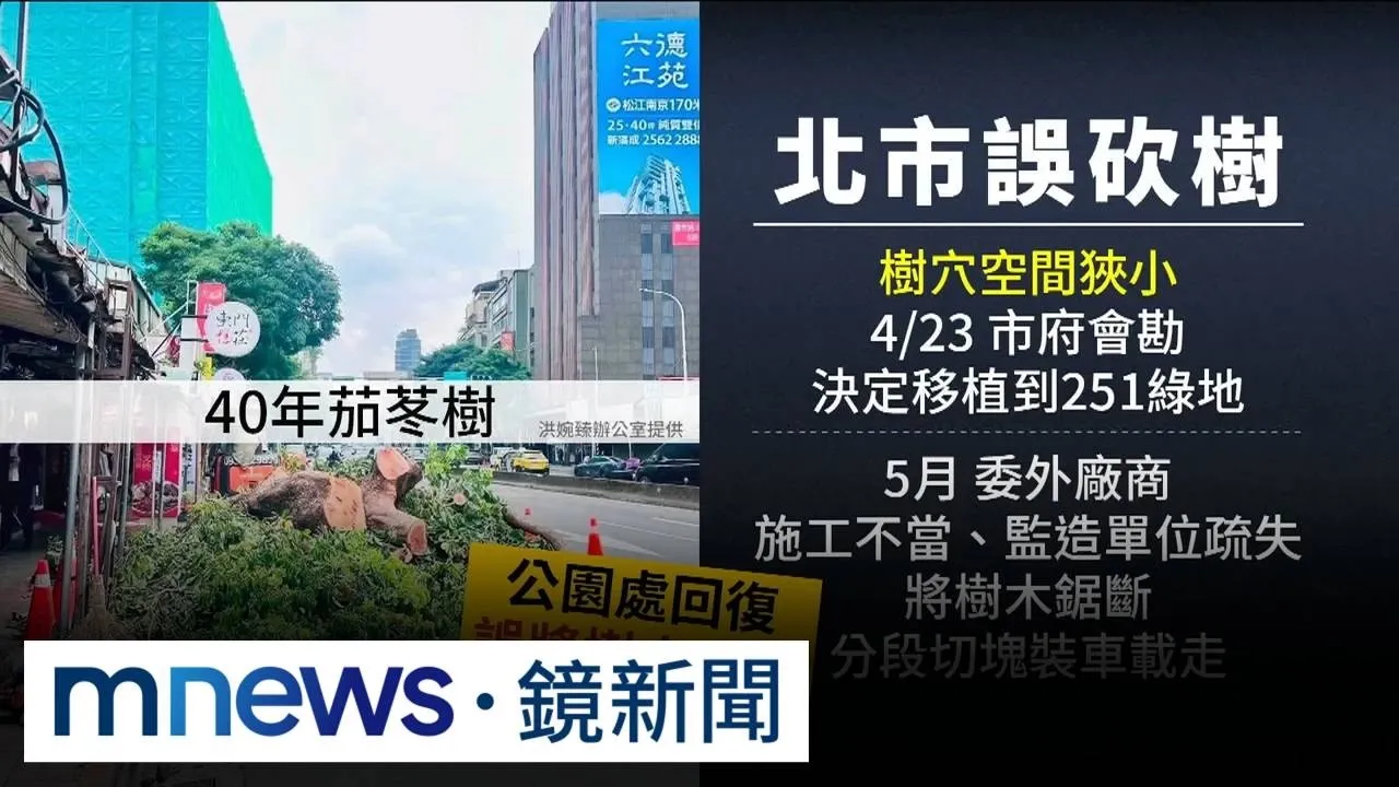 40年茄苳樹「移植」變「砍樹」　北市認疏失求償32.5萬