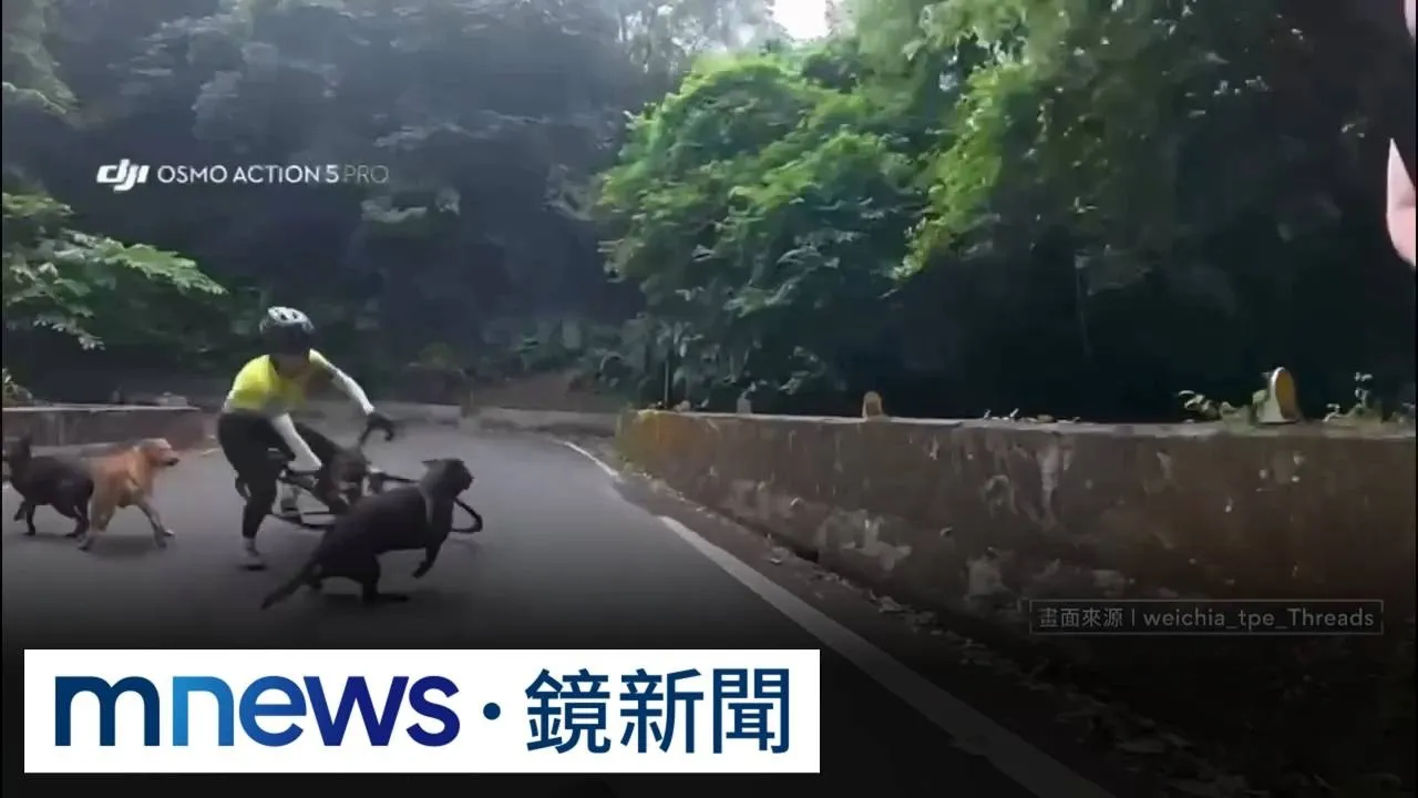 阿伯遛狗未牽繩！　「犬隻暴衝」害女騎士重摔倒地