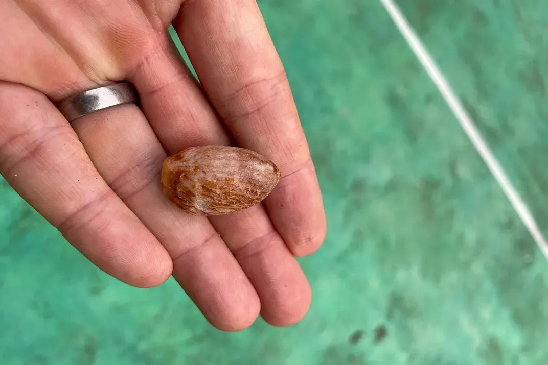 2.5萬年前人類就在嚼檳榔！史前人類牙齒留鐵證　科學家揭用途「超意外」