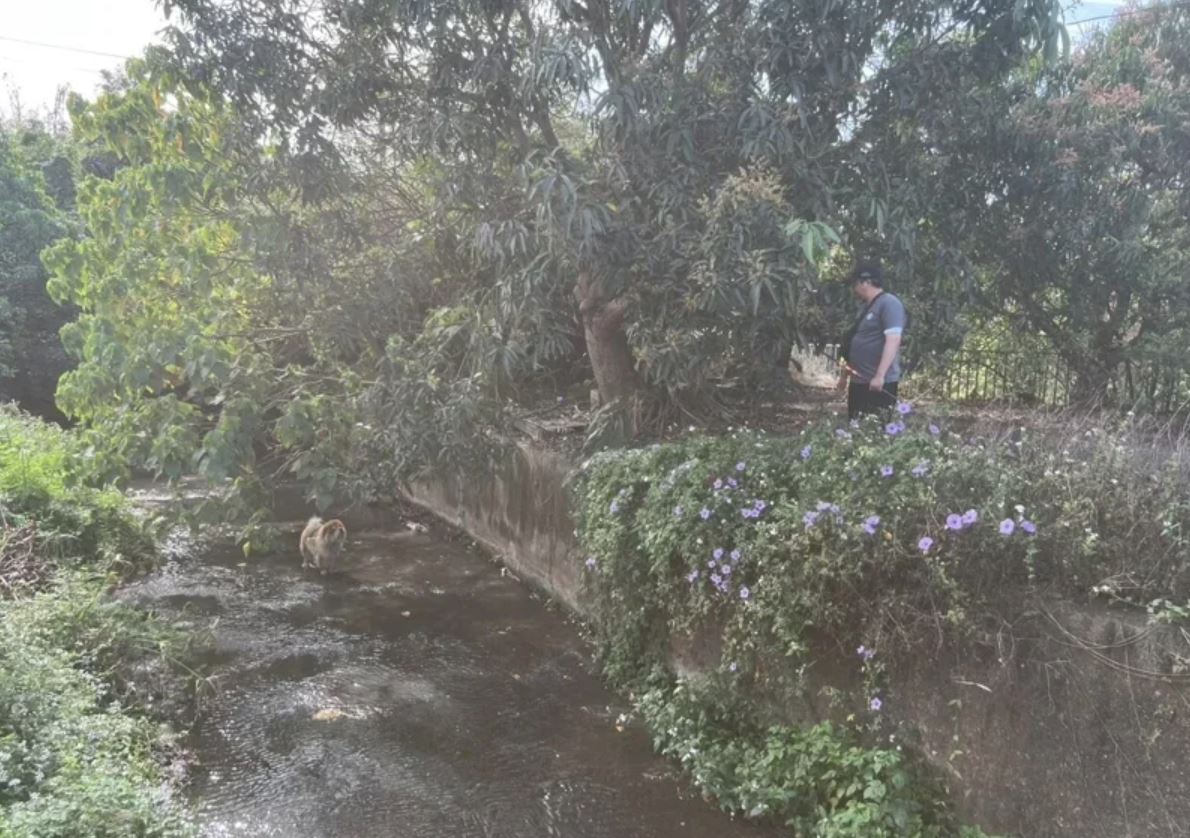 嘉義縣民雄鄉一處水溝發現一隻被棄養的鬆獅犬,飼主接獲通知卻未現身領犬。(嘉義縣政府提供)