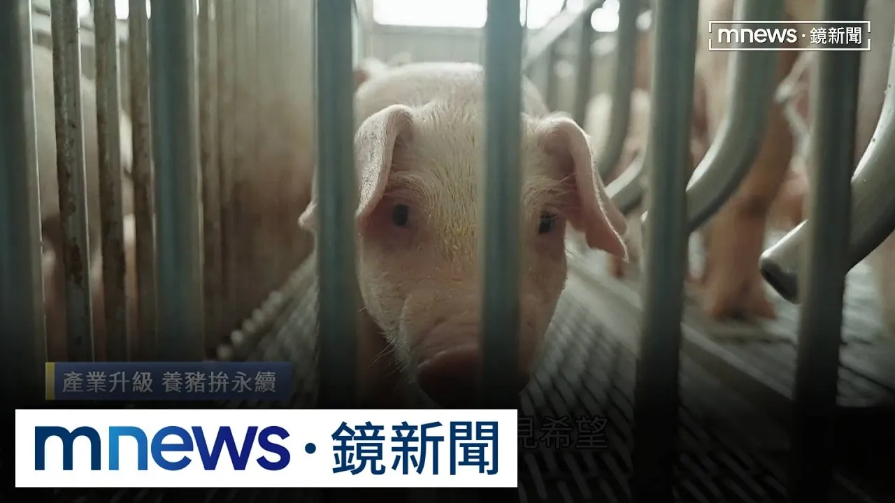 人道飼養、聽音樂長大的豬！　養豬場裡的新世代革命