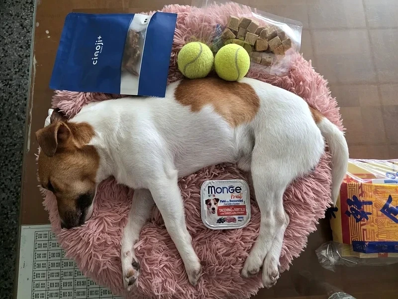 駁斥搜救犬Wilson被虐死　花蓮消防局曬獸醫院證明喊冤：意外死亡