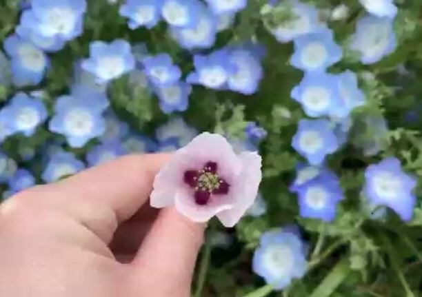 粉蝶花田內發現了夾雜生長的淡紫色花朵,經確認為含鴉片成分的違法植物「渥美罌粟」。(翻攝自西日本電視台)