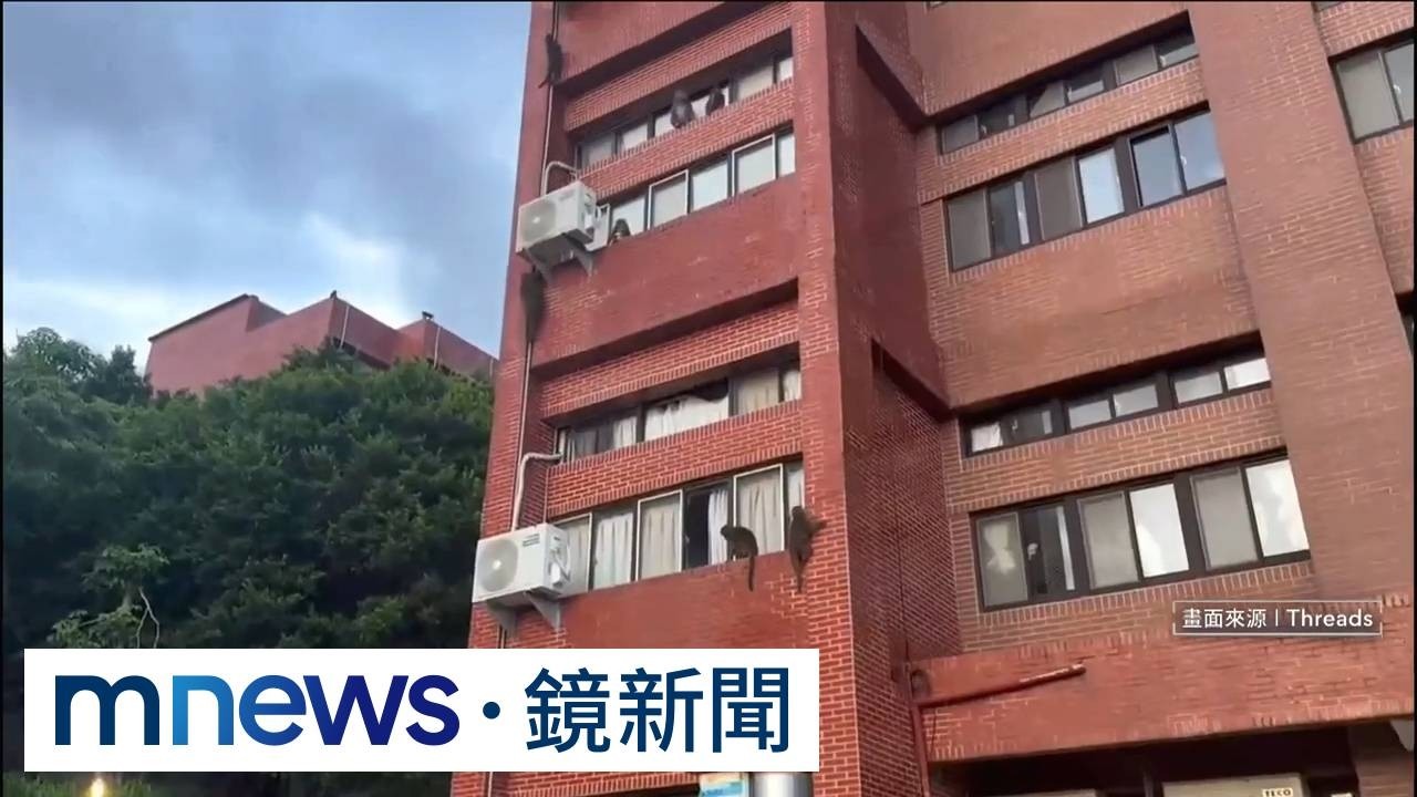 開學震撼教育！　中山大學猴子大軍宿舍垂降