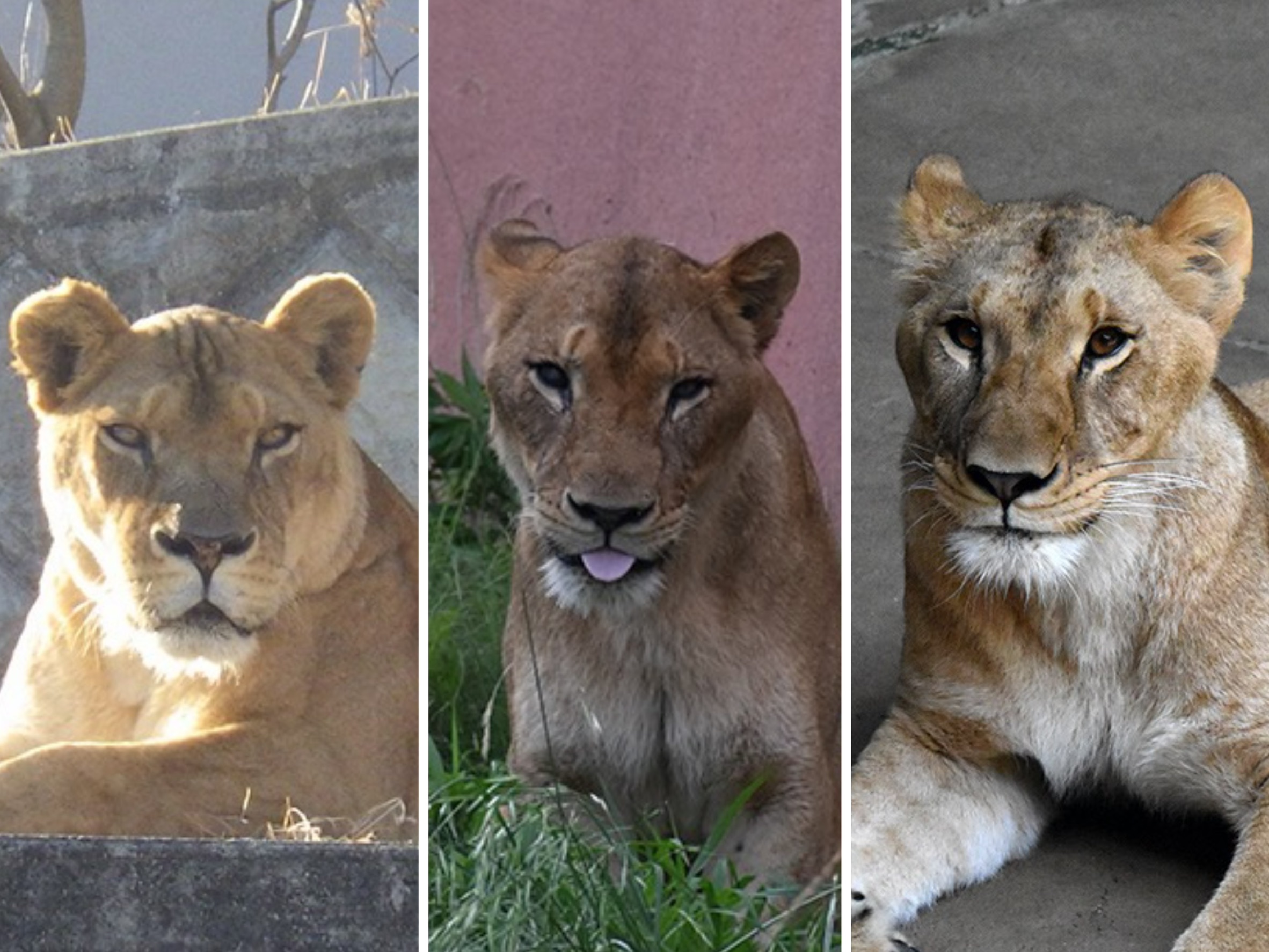 受極端高溫影響,日本多摩動物公園3頭母獅因脫水及多重器官衰竭死亡。(翻攝自多摩動物園官網)