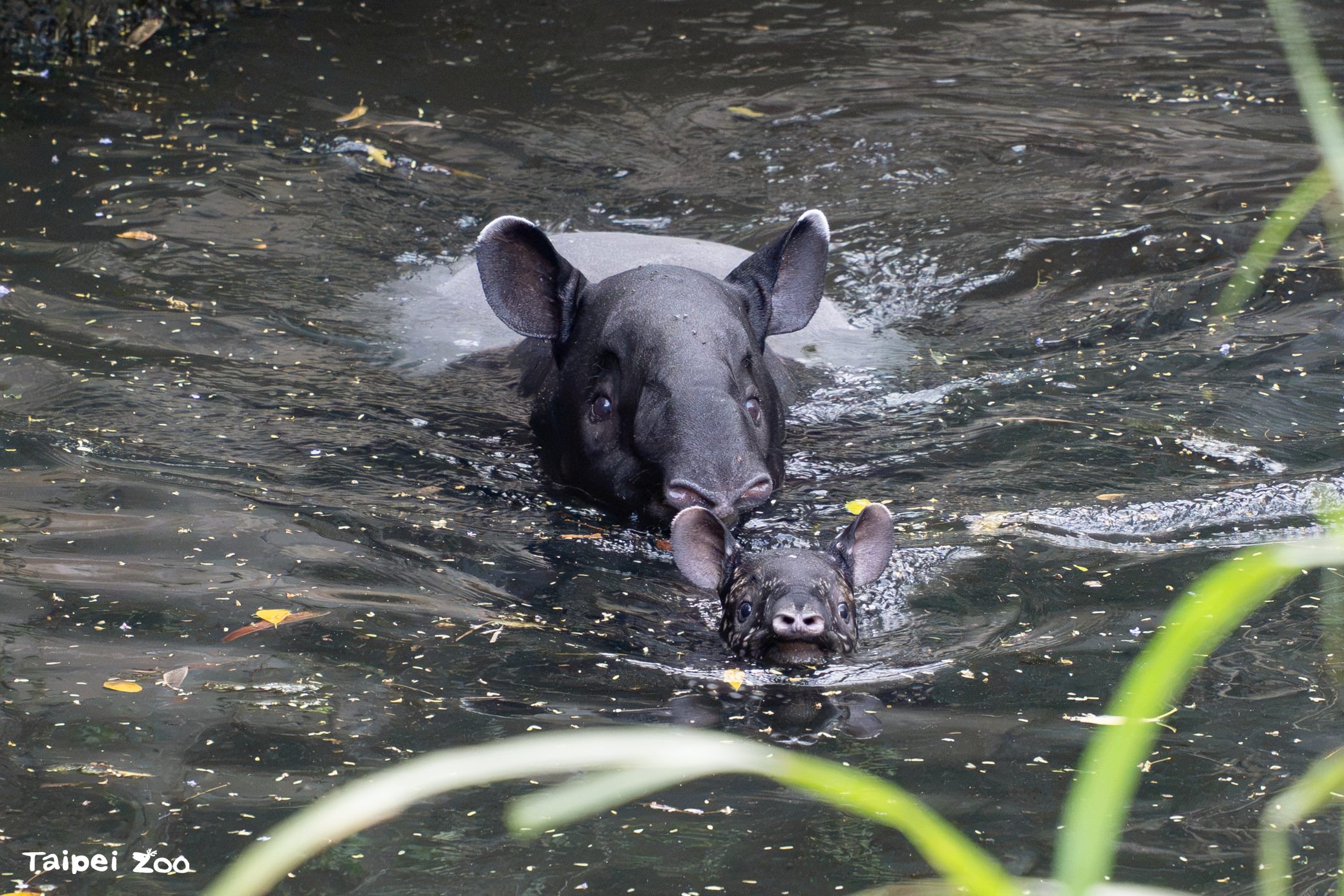 北市動物園馬來貘母女搬新家。(翻攝自動物園官網)