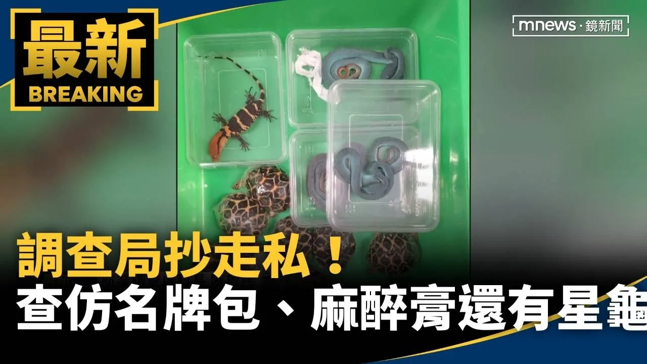 調查局抄走私！　查仿名牌包、麻醉膏「還有星龜」