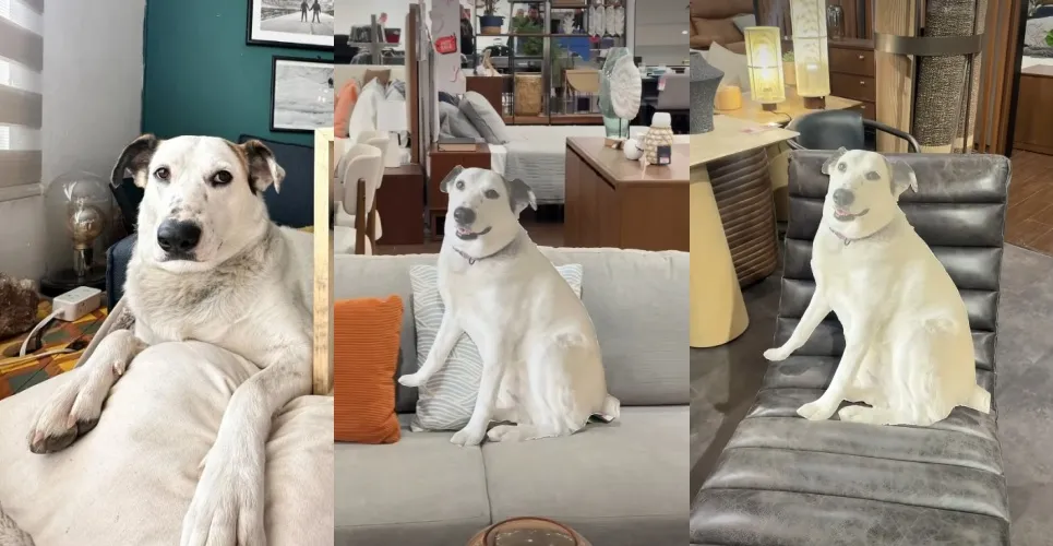 愛犬不能進家具店...毛爸媽做「1:1等狗紙板」幫試坐沙發　狗本尊開箱新沙發超滿意