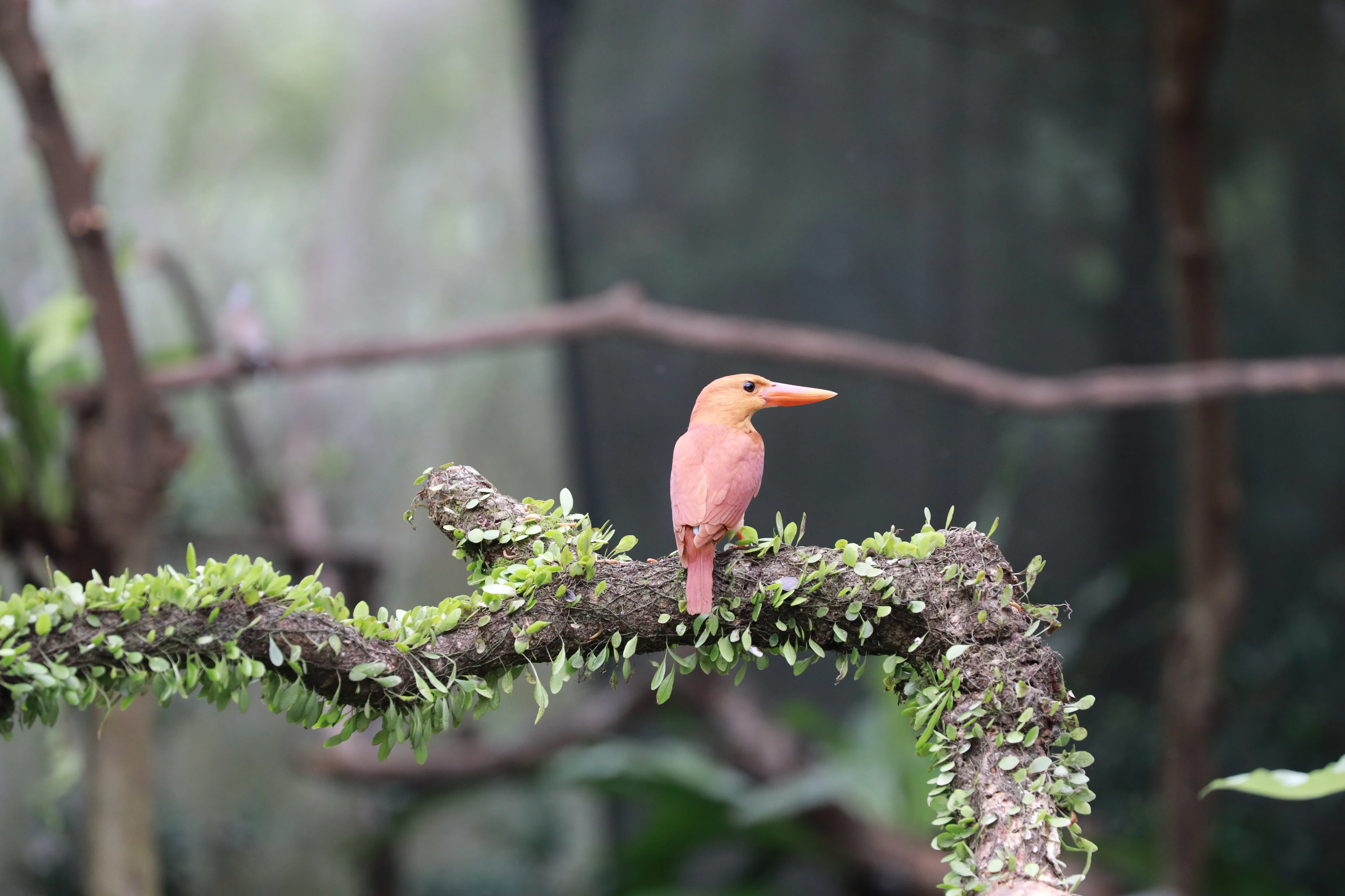 清脆鳥鳴實證可療癒身心　可惜擾人交通噪音打折扣