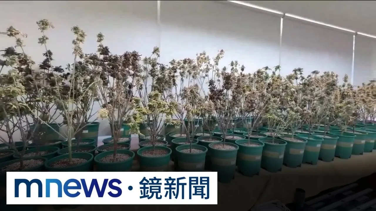 滿滿大麻味引關注！民宅掩護種大麻　警攻堅人贓俱獲