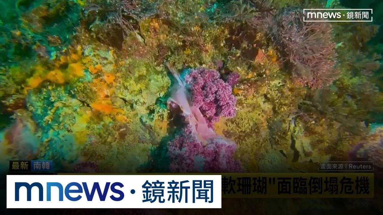 高溫+聖嬰現象！　南韓濟州島「軟珊瑚」大面積倒塌
